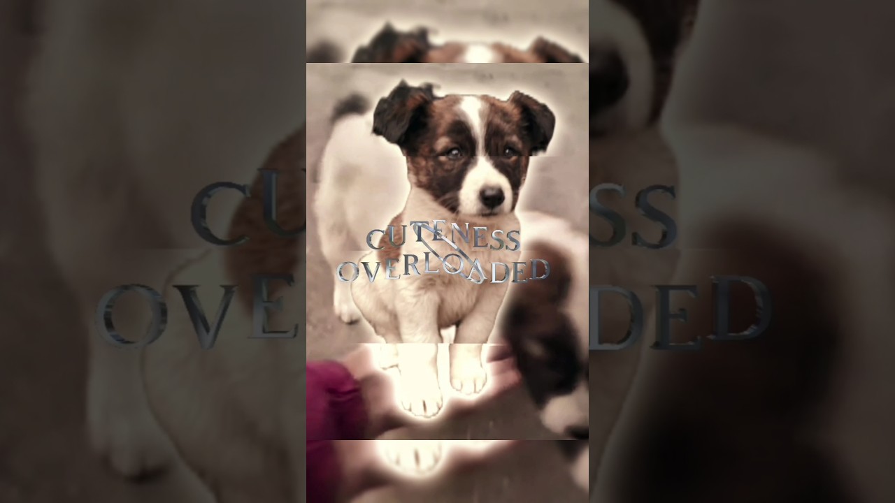 Who says Desi dogs don't have swag?🐶🐾 