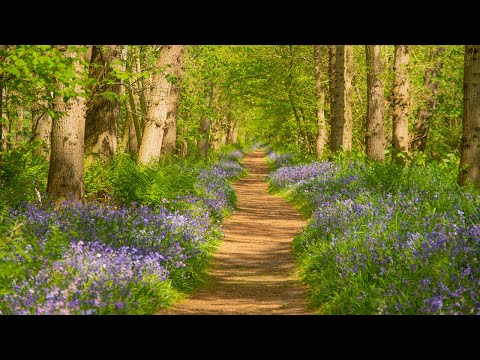 Een zee van blauwe hyacinten maakt van het Wildrijk een sprookjesbos