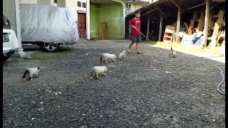 Siamese kittens crazy time by Siam Cat Fam 33 views 2 years ago 41 seconds