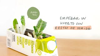 Empezar un huerto con restos de comida: ¡estos vegetales vuelven a crecer!