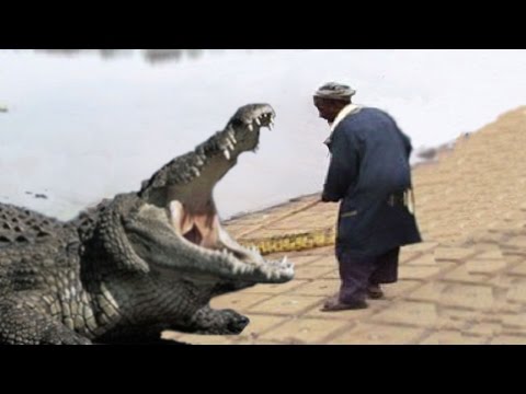 Video: The Most Massive Eating Of People By Crocodiles - Alternative View