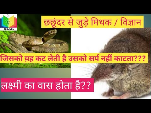 वीडियो: सरीसृप में कृंतक काटने - सरीसृप में कृंतक के कारण काटने