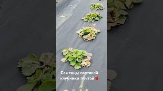 💥Как перезимовала клубника Псковский район🍓