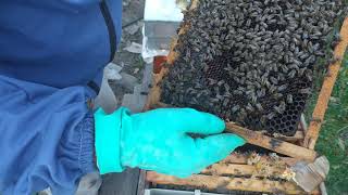 arıcılık. 07/12/2020 kış öncesi kontrol. arıcılık nasıl yapılır? bal arısı bakımı