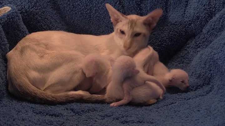 Video 943131: tabby point siamese, siamese kitten, chocolate point siamese, healthy kittens, white kitten