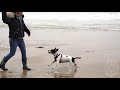 Labyrinth Mini Movies on Mundesley beach filming a little dog called Daisy