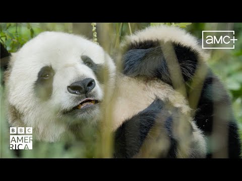 Asia First Look Feat SEVENTEEN BBC America