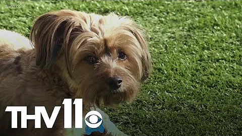 Here's a simple way to test your dog's IQ