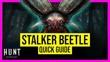 STALKER BEETLE explained - [Hunt: Showdown]