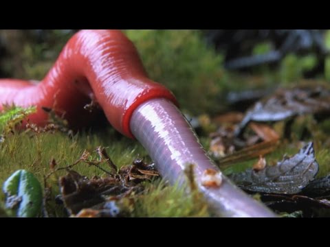 Vidéo: Qu'est-ce qu'un ver de chiffon mange ?