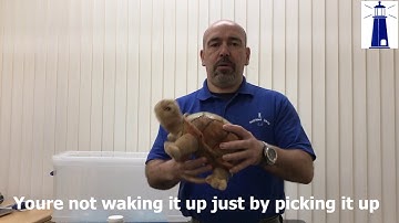 Hibernation and Tortoises