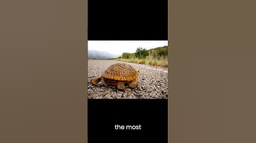 Unboxing The Box Turtle 🐢