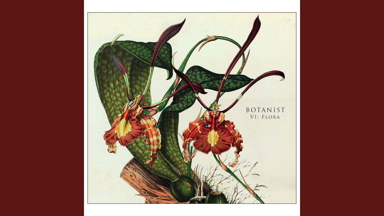 Assista a Pteridophyte no YouTube Assista a Pteridophyte no YouTube