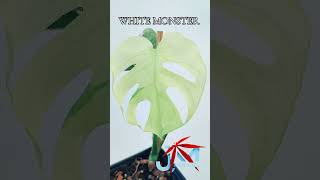 Monstera white monster#bonsai #monstera #monsterawhitemonster #monsteravariegata