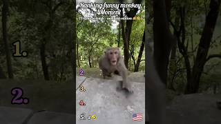 The Best Ranking funniest monkey moment 🙉🤣| tdfunnystudio