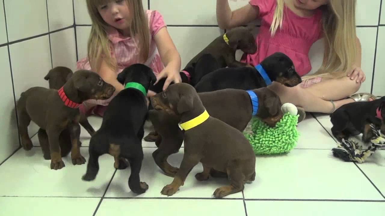 79+ Red Newborn Doberman Puppies