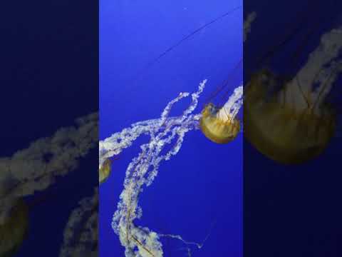 New Jellyfish Exhibit at Point Defiance Zoo is now Opened (short clip)
