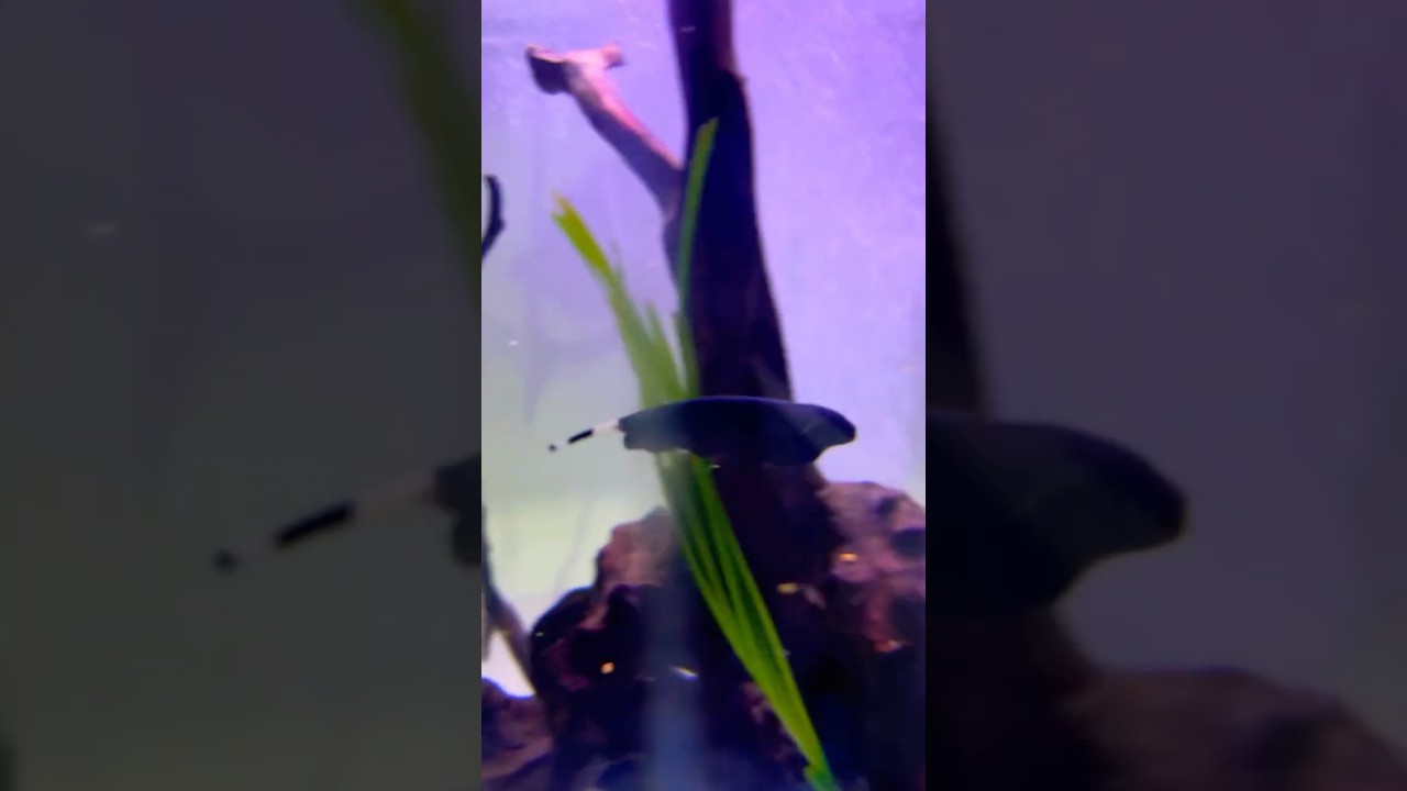לאן הוא כל הזמן בורח? הדג נוצה חזר במלאי והבגדול לזמן מוגבל