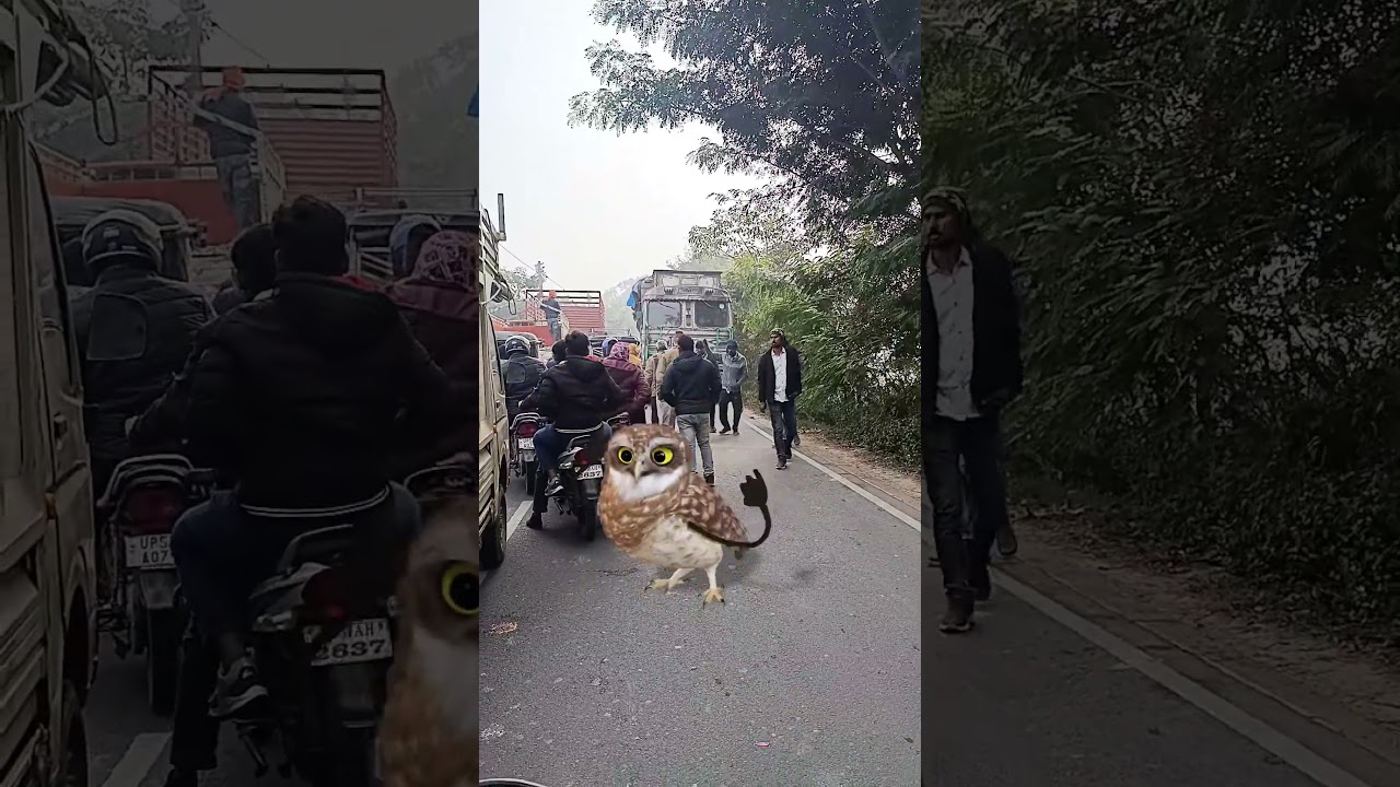 Fun VFX & Dance Adventures for Kids! 🦉🎉 || This video only for child baby 🐥🍼 