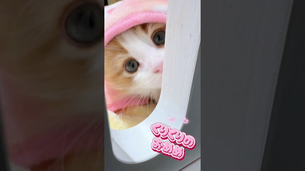 ノルウェージャンフォレストキャット | ペットショップ マルワン