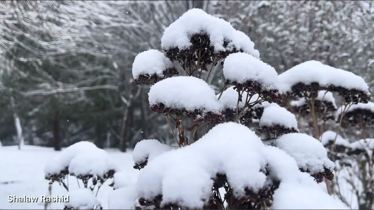 Snowy Magic at Wildwood Park – Bridgewater, Virginia 