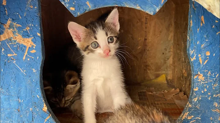 Video 4813691: tabby cat, persian cat, stray cat, cat meowing, kitten falls, beautiful kittens living, kittens lovely beautiful, cat food, adorable cats