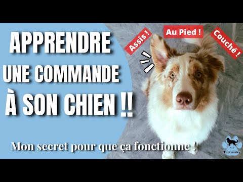 Vidéo: Comment former un chiot avec des commandes