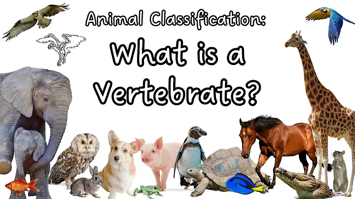 What is a Vertebrate? Animal Classification | Kids Science Lesson | Characteristics of Vertebrates