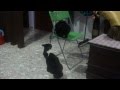 My Cats Fight Over Ikea Chair My Cats Fight Over Ikea Chair