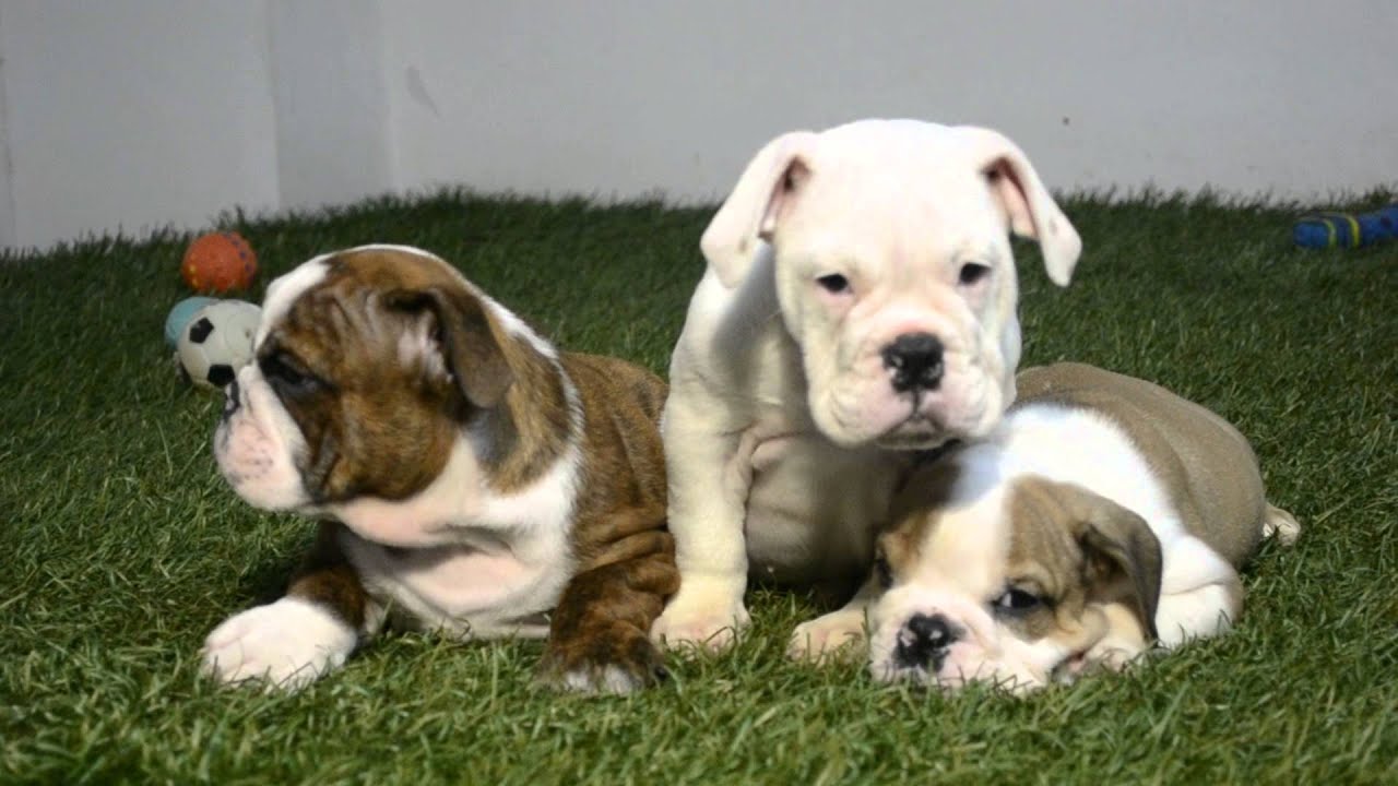 BULLCANES bulldog puppies for sale CHEETO - BROWNIE - JANE puppy paradise