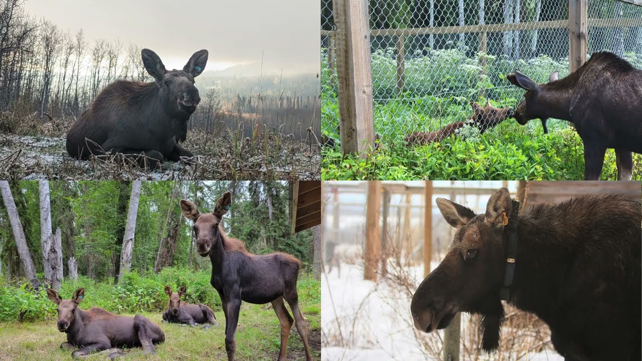Raising Moose Calves