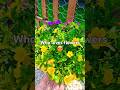 Who loves flowers 😍 #shortvideo #gardening #short #shorts #happy #flowers #youtubeshorts #youtube