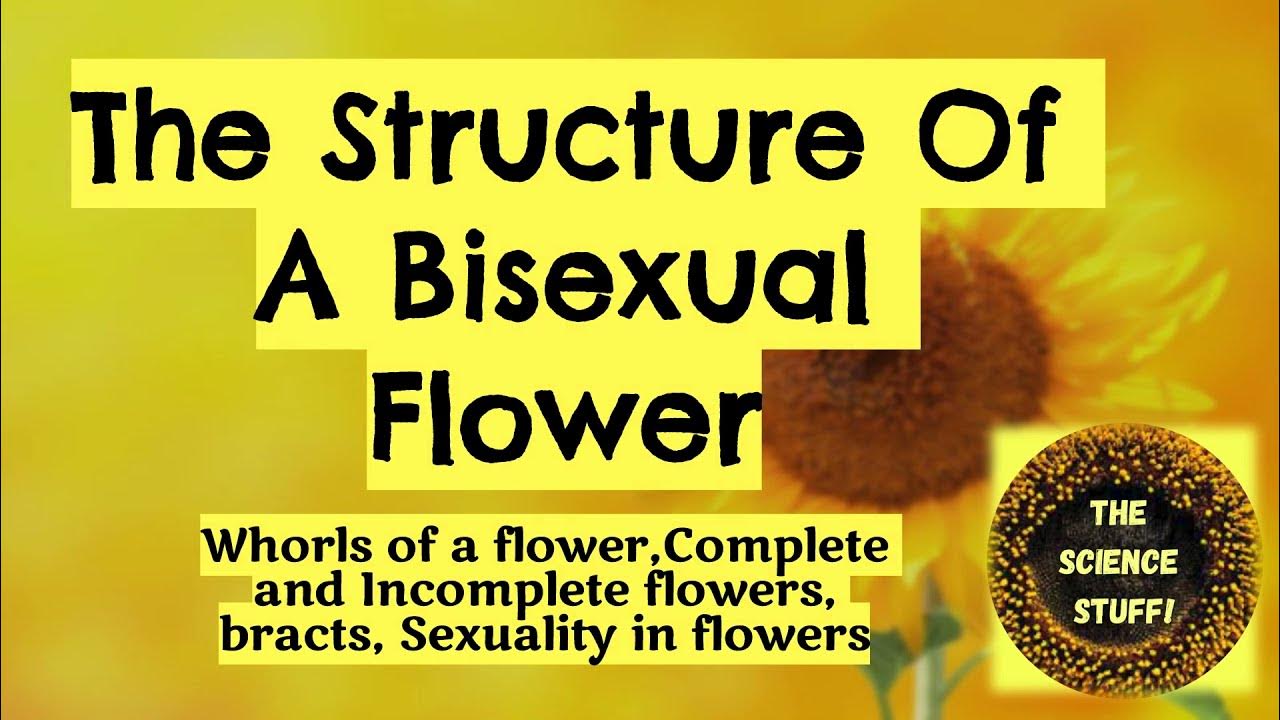 The Structure Of A Bisexual Flower The Flower Class 9 English YouTube