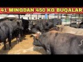 450 KG BUQALAR 10 MILIYONDAN 18 MILIYONGACHOR 1 CHI QO‘L