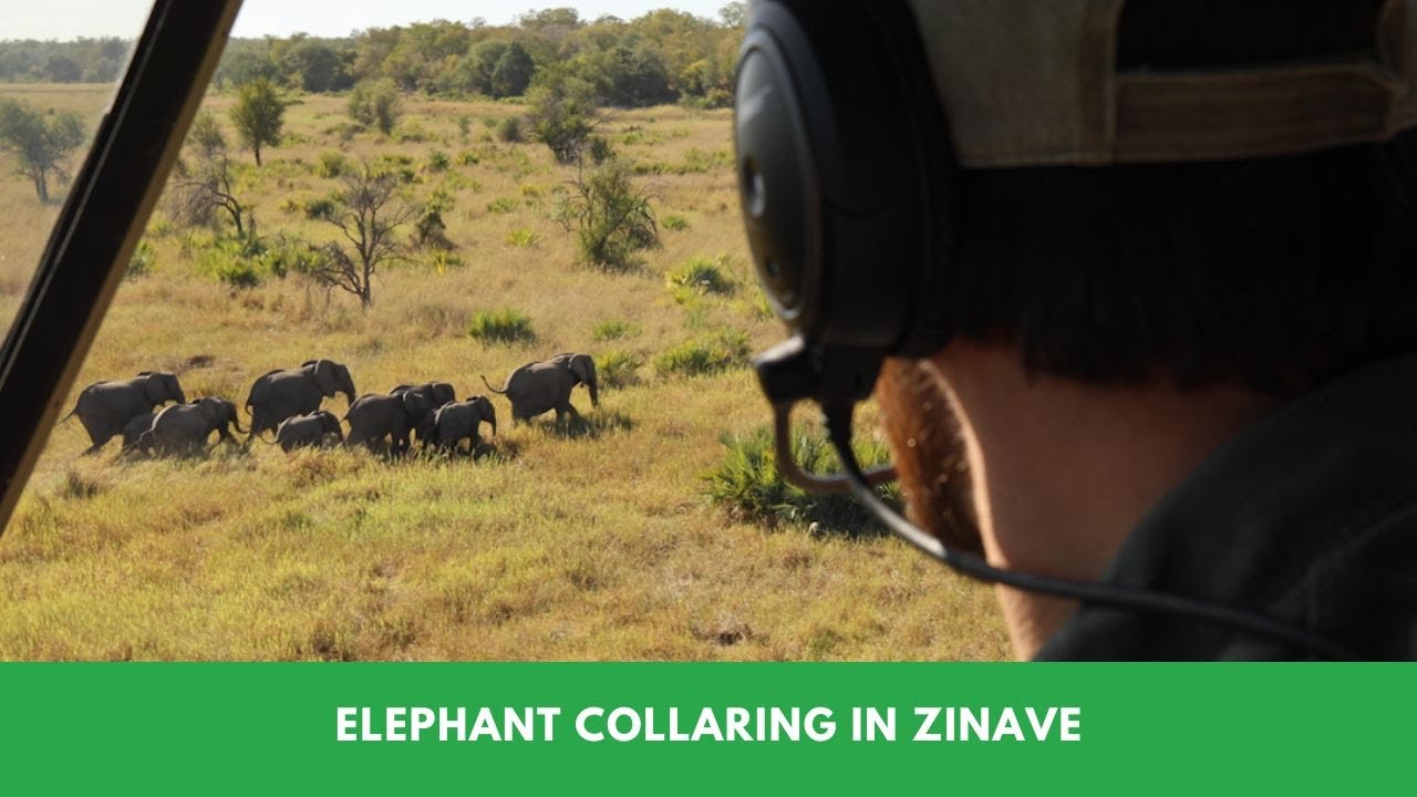 Elephant Collaring in Zinave
