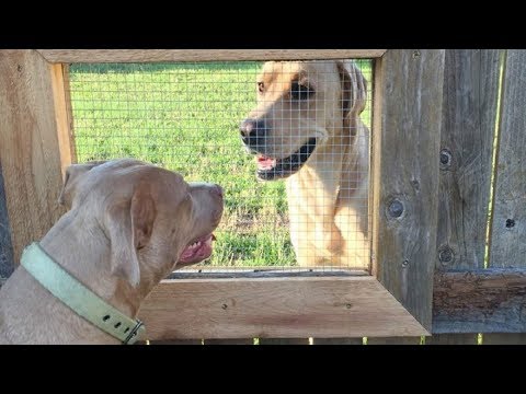 Guy Builds A Fence Window So His Dogs Can Talk To Their Friend Next Door