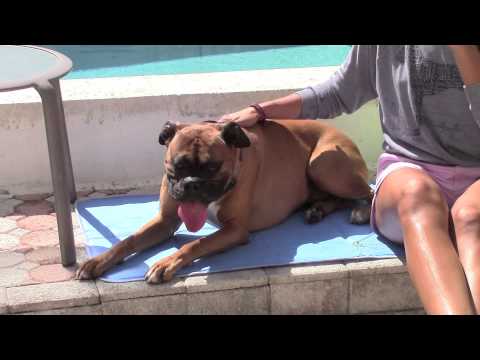 วีดีโอ: ความลับของสุนัขแฮปปี้คือการปล่อยให้พวกเขามีอาการสูดดม
