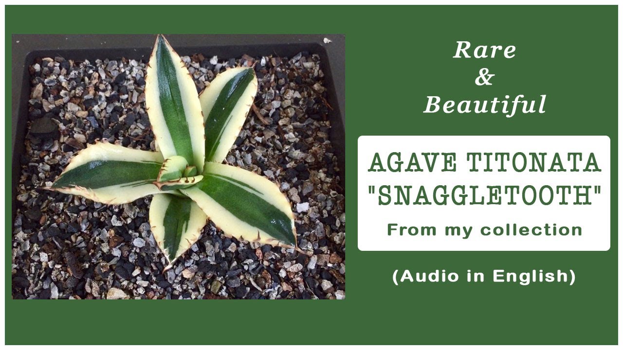 Agave Titonata "Snaggletooth" - English (Cactus and Succulents)