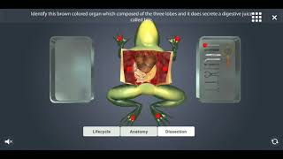 Frog anatomy | UCM CREATIONS