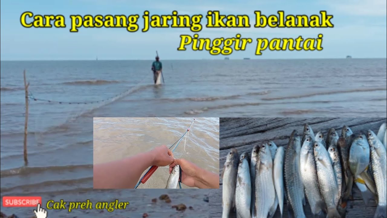 Begini tehnik menjaring ikan belanak pinggir pantai || NET FISHING