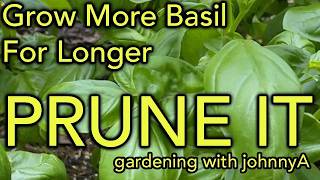 How to Prune Basil for Bigger, Bushier Plants! PLUS 5 Tips to Keep Basil Growing All Summer