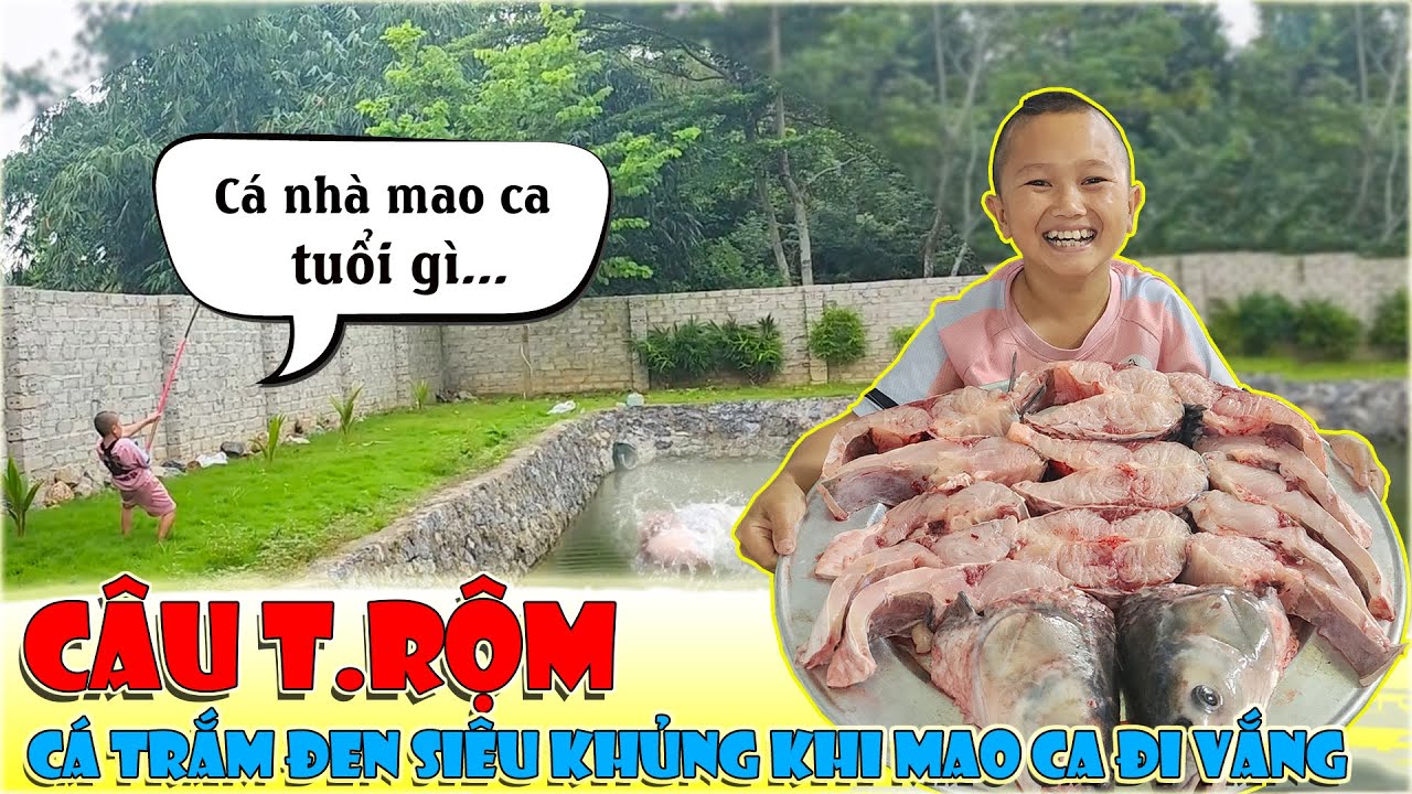 Mao Đệ Đệ Câu T.RỘM Cá Trắm Đen Siêu Khủng Khi Mao Ca Đi Vắng