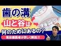 歯の溝 山と谷はなぜあるの？ 現役歯医者が詳しく解説！！