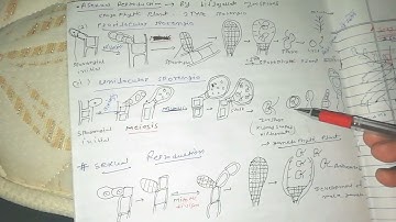 Ectocarpus /brown algae /life cycle of Ectocarpus /phaeophyceae