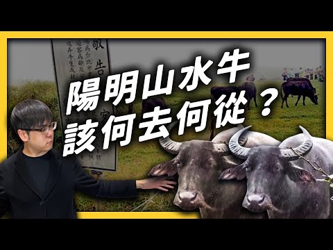 擎天崗水牛暴斃的後續討論：死因是什麼？陽明山上倖存的牛牛，又該如何處理？｜志祺七七