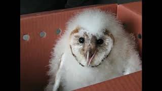 Owl Dial Up