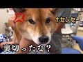 【予防接種】苦手な病院に連れ出すのが大変過ぎる柴犬