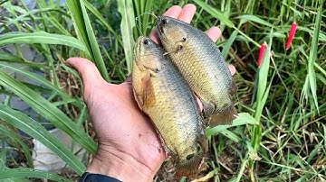 Câu cá rô đồng . Săn cá Rô khủng ở con kênh lục bình nát . Tập 34