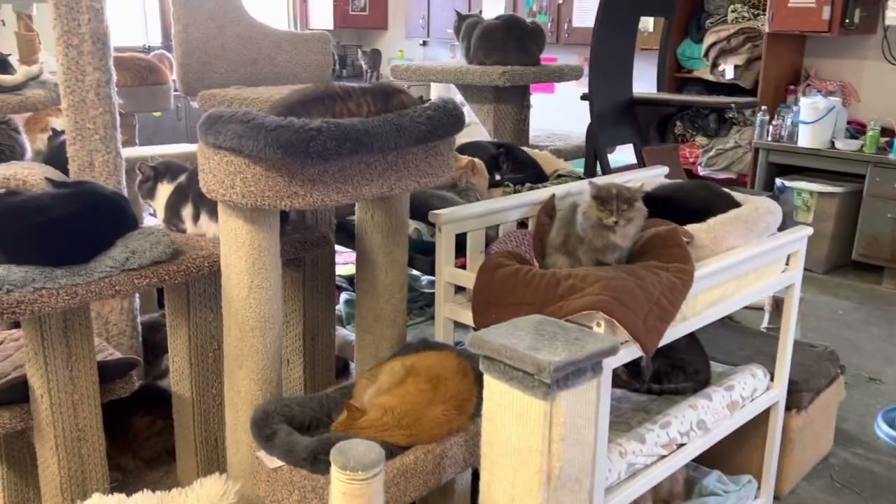 Garage turned into cat sanctuary - YouTube