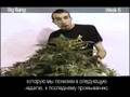 Green house seed co big bang grow with russian subtitles